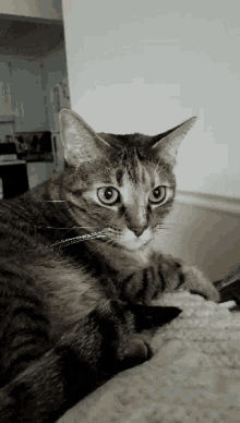 Twitch Cat GIF - Twitch Cat Listening GIFs