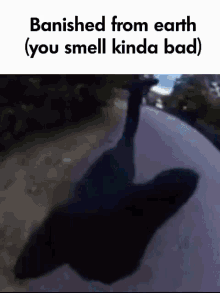 Cat Smell GIF - Cat Smell Bad GIFs
