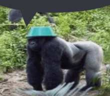 Gorilla Hat GIF