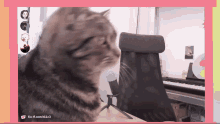 Gato No GIF - Gato No Milo GIFs