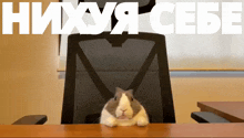 a rabbit sits at a desk in front of a sign that says ' нихуа себе '