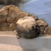 Dehy Seal Phoque Sleep Awaken Wake Up Asleep GIF - Dehy Seal Phoque Sleep Awaken Wake Up Asleep GIFs