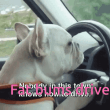 Road Rage Dog GIF - Road Rage Dog Nobody In This Town Knows How To Drive GIFs