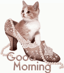 Good Morning Cat GIF - Good Morning Cat Cute GIFs