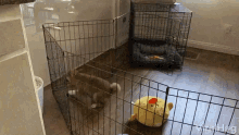 Pup Puppy GIF - Pup Puppy Dog GIFs