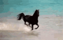 horse run beach summer