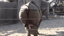 Pooping Pooping Rhino GIF - Pooping Pooping Rhino Rhino GIFs