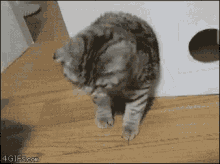 Funny Animals Cat GIF - Funny Animals Cat Funny GIFs