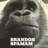 Hamam Brandon GIF - Hamam Brandon Brandon Hamam GIFs