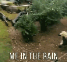 Raining Its Raining GIF