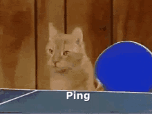 Ping Cat GIF - Ping Cat Ping Pong GIFs