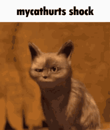 Mycathurts Shock GIF - Mycathurts Shock Cat GIFs