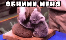 обнимашки коала любовь люблю мило прелесть GIF - Prelest Koala Lyubov GIFs