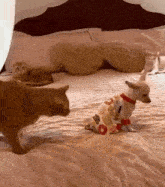 Chihuahua Dog Tail GIF - Chihuahua Dog Tail Cat Playing With Tail GIFs