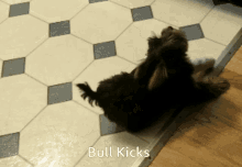 Bull Kicks Yorkie GIF - Bull Kicks Yorkie Dog GIFs