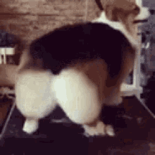GIF
