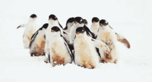 dayofpenguin snow snowing winter penguins