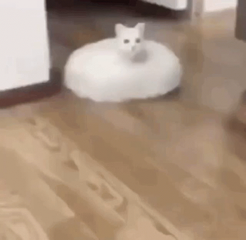 Go DJ Kitty Go: 30 Ridiculously Animated Cat Gifs and Stuff