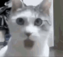 Cat Impressed Cat Wow GIF - Cat Impressed Cat Wow Drewisme GIFs