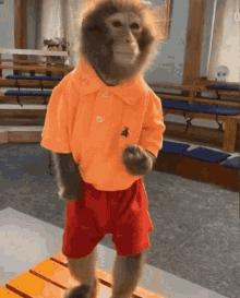 Monkey Orange Polo Shirt GIF - Monkey Orange Polo Shirt Turan GIFs
