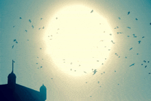 a flock of birds flying in front of a large sun