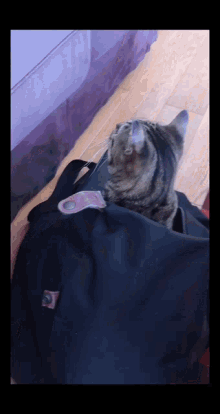 Bag Cat GIF - Bag Cat Poupie GIFs