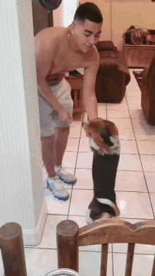 Dog Beagle GIF - Dog Beagle Dancing GIFs
