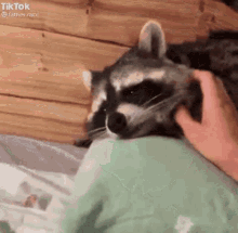 cute petting raccoon