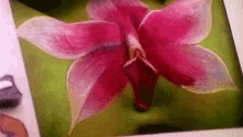 a close up of a pink orchid flower on a green background