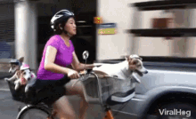 Biking Dog GIF - Biking Dog Puppies GIFs