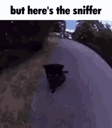 But Heres The Sniffer Cat GIF - But Heres The Sniffer Cat Sniff GIFs