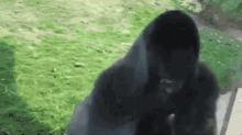 Funny Gorilla GIF - Funny Gorilla Monkey GIFs