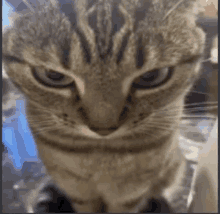 Hadeel928 Angry Cat GIF