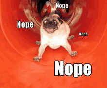 a pug dog is going down a slide with the words nope written on the bottom