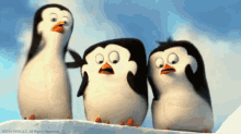 Penguin Gasp GIF - Penguin Gasp Adorable GIFs