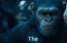 The Ape GIF - The Ape Monkey GIFs