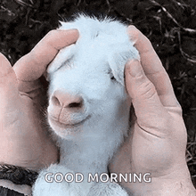 peek a boo cute funny animals baby goat
