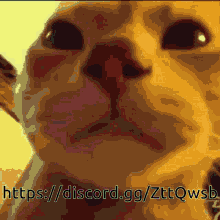 Brohamon Meme GIF - Brohamon Meme Funny Cat GIFs