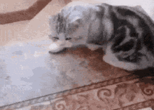Cute Cat GIF - Cute Cat Fail GIFs