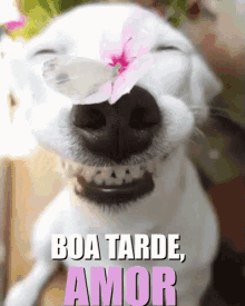 Boa Tarde Meu Amor / Coração Romântico / Apaixonado / Cachorro GIF - Doggo Good Afternoon My Love Romantic GIFs