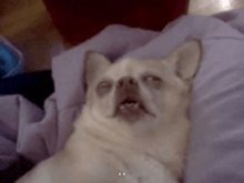 a dog is laying on a bed with its eyes closed and making a funny face .