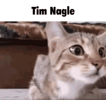 Tim Nagle Cat GIF - Tim Nagle Cat Stare GIFs