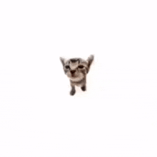 a kitten is sticking its tongue out at the camera .