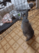 a rabbit is standing on its hind legs in a cage