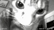 a black and white photo of a cat with the date 2022-07-17