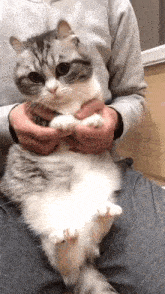 a person is holding a cat on their lap and it is looking at the camera .