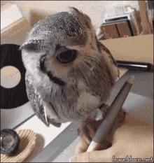 owl writing taking notes