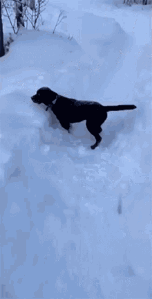 Dog Jumping On A Snow Snow GIF - Dog Jumping On A Snow Snow Dog GIFs