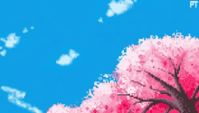 sakura trees