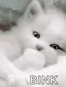 Blink Kitten GIF